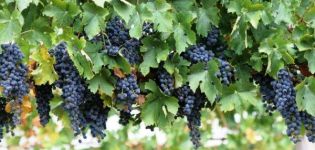 Plantar y cuidar uvas en Siberia, elegir una variedad y un esquema de cultivo para principiantes.