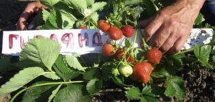 Descripción y características de las variedades de fresa Guirnalda, plantación y cuidado.