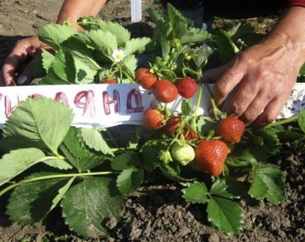 Descripción y características de las variedades de fresa Guirnalda, plantación y cuidado.