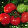 Review of the best early tomato varieties, how and when to plant them