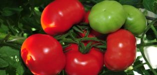 Examen des meilleures variétés de tomates précoces, comment et quand les planter