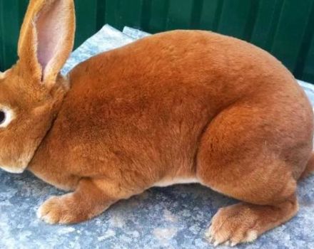 TOP 6 breeds of red rabbits and how to choose a pet, rules of maintenance and care