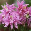 Description of varieties and types of terry aquilegia, planting and care rules