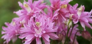 Description of varieties and types of terry aquilegia, planting and care rules