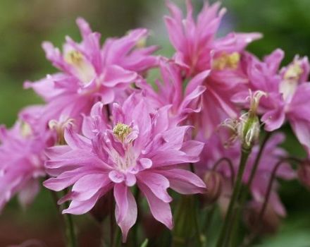 Description des variétés et types de terry aquilegia, règles de plantation et d'entretien