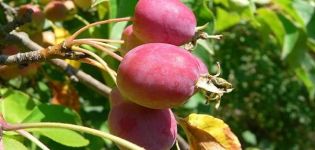 Descripción de variedades y variedades de manzanos chinos, reglas de plantación y cuidado, regiones de cultivo.