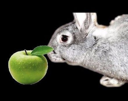 Peut-on donner des pommes aux lapins et comment est-ce bien