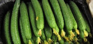 Cultivation and description of the variety of cucumber Chinese snake