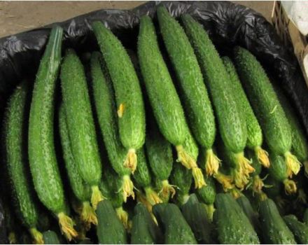 Cultivation and description of the variety of cucumber Chinese snake