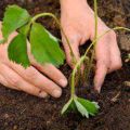 Las mejores variedades de fresa y fechas de siembra en otoño en la franja media, enfermedades y tratamiento.