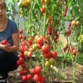 Tatiana's tips for harvesting tomatoes, when and how to sow tomatoes