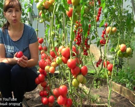 Consells de Tatiana per collir tomàquets, quan i com sembrar tomàquets