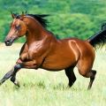 Description des chevaux arabes de race pure et règles pour en prendre soin