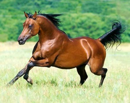 Description of purebred Arabian horses and rules for caring for them