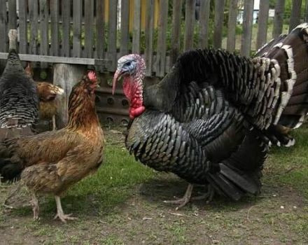 Est-il possible de garder ensemble des poulets et des dindes domestiques