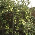 Descripción de la variedad de manzana de Moscú más tarde, características de la variedad y frutas, el momento de la floración y la maduración.