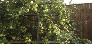 Descripción de la variedad de manzana de Moscú más tarde, características de la variedad y frutas, el momento de la floración y la maduración.