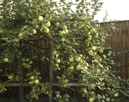 Description ultérieure de la variété de pomme de Moscou, caractéristiques de la variété et des fruits, moment de la floraison et de la maturation