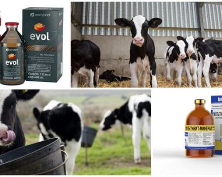 What vitamins do calves need and how to give it correctly, intake rates