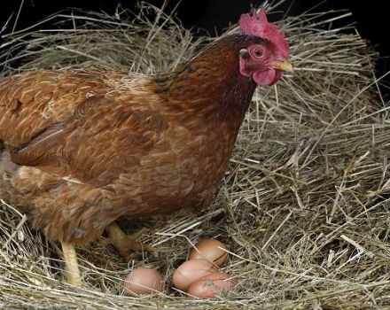 Quan les gallines comencen a estar a casa i la durada de la producció d’ous