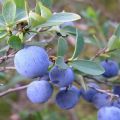 Caractéristiques et description des myrtilles Erliblu, plantation et entretien