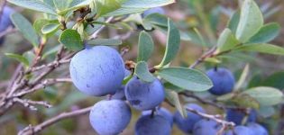 Ciri dan keterangan mengenai blueberry Erliblu, penanaman dan penjagaan