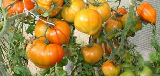 Caractéristiques et description de la variété de tomate Zhenechka, son rendement