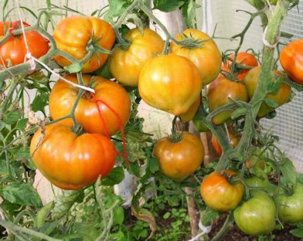 Características y descripción de la variedad de tomate Zhenechka, su rendimiento.