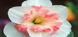 Description and subtleties of growing a daffodil variety Pink Wonder