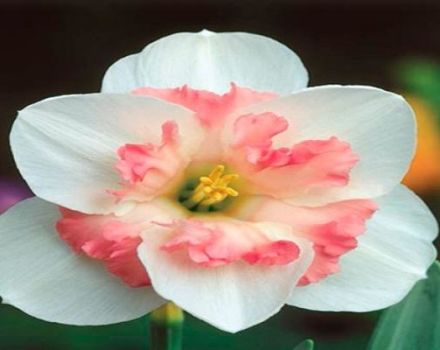 Description and subtleties of growing a daffodil variety Pink Wonder