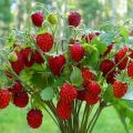 Description de la variété de fraises Baron Solemacher, poussant à partir de graines, de plantation et de soins