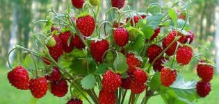 Descripción de la variedad de fresas Baron Solemacher, que crece a partir de semillas, plantación y cuidado.