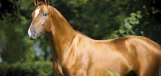 Description and characteristics of the Don horse breed, features of the content