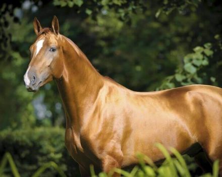 Descripción y características de la raza de caballo Don, características del contenido.