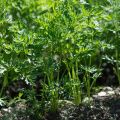 Est-il possible de planter des carottes en juillet et comment prendre soin du jardin dans de telles conditions