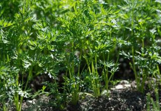 ¿Es posible plantar zanahorias en julio y cómo cuidar el jardín en tales condiciones?