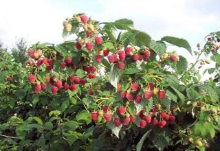 Description de la variété de framboises Tarusa et caractéristiques, culture et entretien