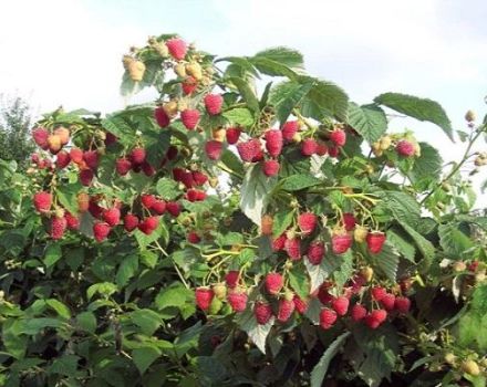 Descripción de la variedad de frambuesa Tarusa y características, cultivo y cuidado.