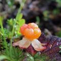 Cuándo recolectar bayas y hojas de moras, ¿es posible que no estén maduras y la vida útil?