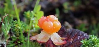 When to pick berries and leaves of cloudberries, is it possible to unripe and shelf life