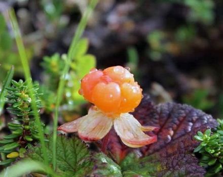 Wenn man Beeren und Blätter von Moltebeeren pflückt, ist es möglich, unreif und haltbar zu sein