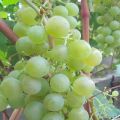 Description and characteristics, advantages and disadvantages of the Tukay grape variety and cultivation