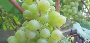 Description and characteristics, advantages and disadvantages of the Tukay grape variety and cultivation