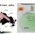 Proč má kráva penu v ústech nebo hodně slintá a co dělat