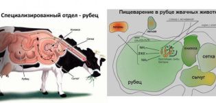 Why does a cow have foam at the mouth or drooling a lot and what to do