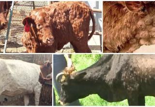 Symptoms and diagnosis of lumpy skin disease, cattle treatment and prevention