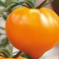 Caractéristiques de la variété de tomate Coeur de miel, son rendement