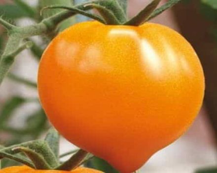 Characteristics of the tomato variety Honey heart, its yield