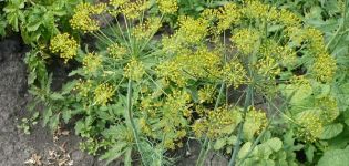 What can be planted after dill next year, and what not