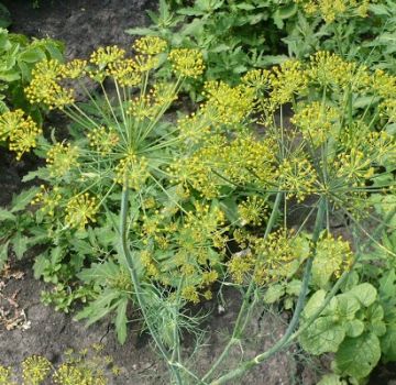 Que peut-on planter après l'aneth l'année prochaine, et quoi d'autre